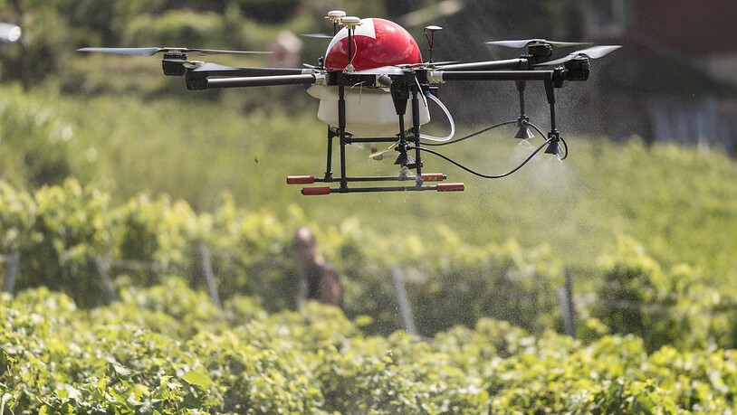 Eine Drohne überfliegt in Fully VS ein Weingut und versprüht ein Mittel gegen Pilzbefall. (Archivbild)