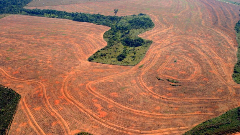 Die Abholzug des Regenwaldes in Brasilien hat seit dem Amtsantritt von Präsident Jair Bolsonaro weiter zugenommen. (Symbolbild)