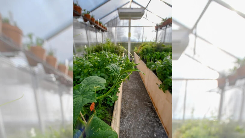 Wie Pflanzen in Gewächshäusern gedeihen: An der Hochschule Rapperswil können Besucher erfahren, wie sich der Klimawandel anfühlt