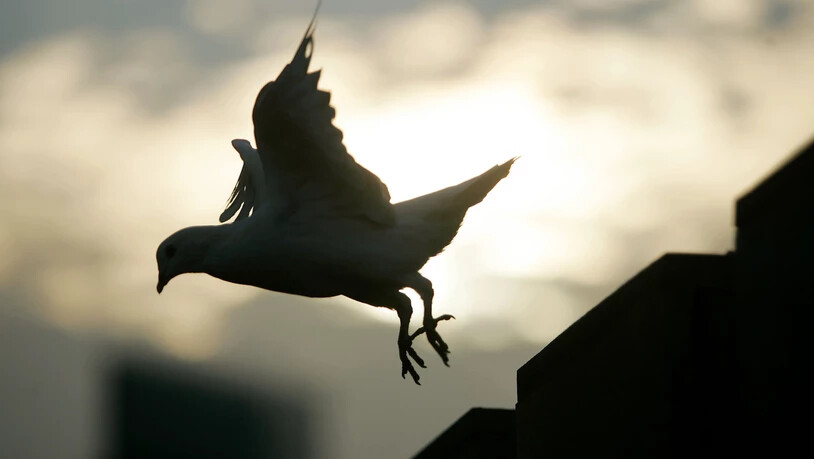 Das Bundesgericht hat eine bedingte Freiheitsstrafe für einen Taubenzüchter bestätigt, der Raubvögel vergiftete. (Symbolfoto)