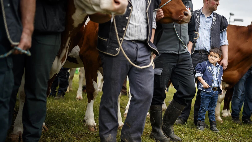 Für einen Viehzüchter ist es eine Ehre, wenn seine Kuh an der Fête des vignerons teilnehmen darf.