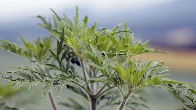Der Bundesrat will das Umweltrecht so anpassen, dass invasive gebietsfremde Pflanzen wie die Ambrosia (Bild) besser bekämpft werden können. (Archivbild)