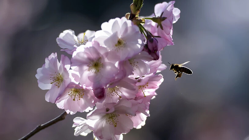 Blühende Bäume und Wiesen in der Stadt bieten Honigbienen und Wildbienen Nahrung. Wildere Gärten und Parks könnten viel für die Artenvielfalt bewirken. (Archivbild)