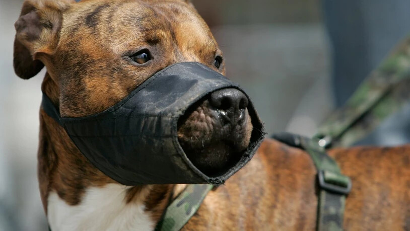 Pitbulls und mit dieser Rasse gekreuzte Hunde sind im Kanton Genf verboten. (Symbolbild)