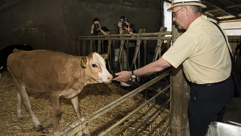 Bundesrat Guy Parmelin besucht einen Bauernhof und macht Bekanntschaft mit einem Kalb.