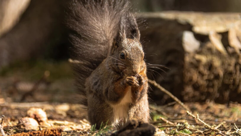Mit Futter lockte Lars Gübeli dieses Eichhörnchen vor seine Kamera. 