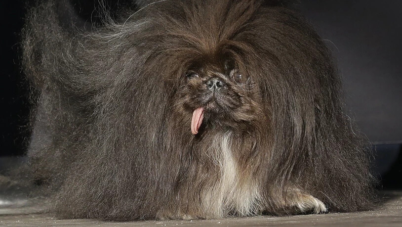 Der Pekinese "Wild Thang" schaffte es auf dem Rennen um den Titel "hässlichster Hund der Welt" auf Platz 2.