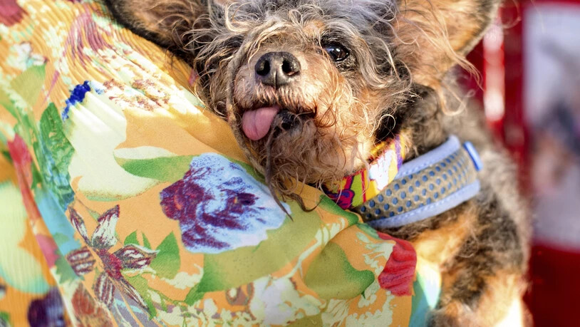 Der Mischling "Scamp the Tramp" ist zum hässlichsten Hund 2019 gewählt worden.
