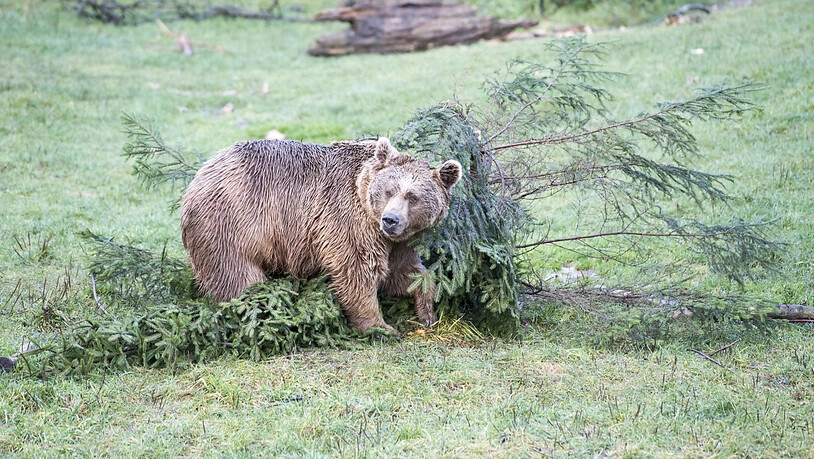 Ein Artgenosse des im Oberwallis gesichteten und gefilmten Bären, aufgenommen in einem Tierpark. (Themenbild)