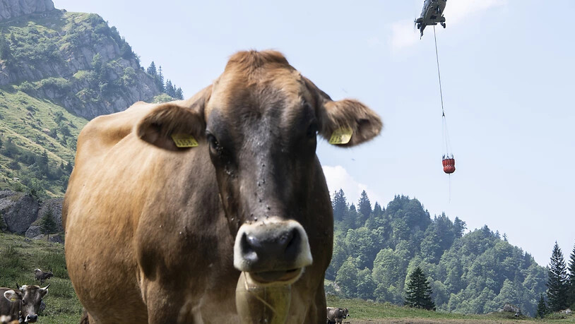 Wasser für durstige Kühe nur per Helikopter: Im vergangenen Sommer waren die Folgen des Klimawandels für die Landwirtschaft besonders spürbar.(Archivbild)