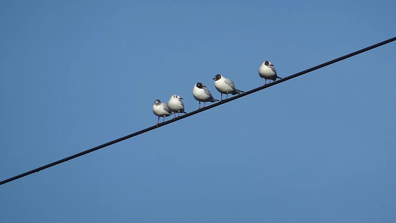 Vögel sitzen oft auf Strommasten – und sorgen auch mal für einen Stromunterbruch.