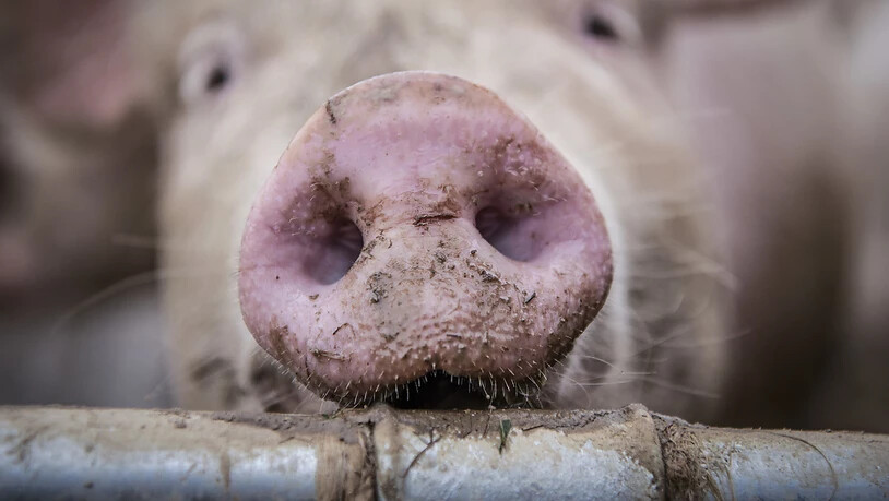 In Sibirien sind wegen eines Stromausfalls 5000 Schweine gestorben. (Symbolbild)