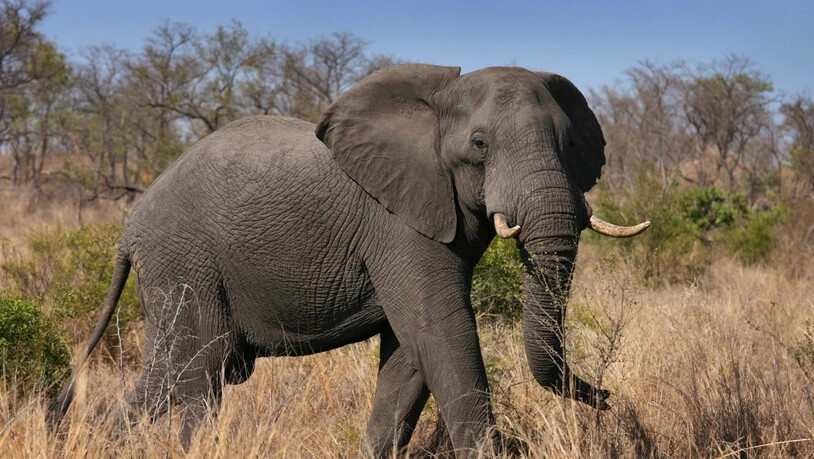 Ein Afrikanischer Elefant im Kruger National Park in Südafrika. Der Handel mit Elfenbein soll weiter verboten und Elefanten damit geschützt bleiben. (Archivbild)