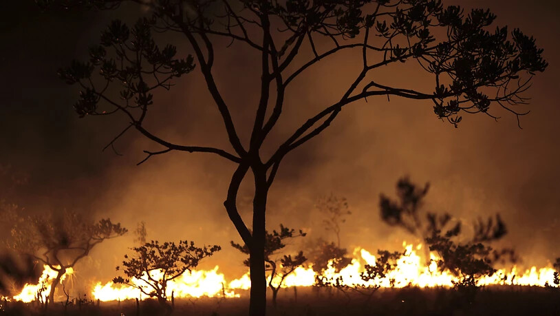 Seit Wochen wüten in Brasilien Tausende Feuer im Amazonasgebiet und den angrenzenden Steppengebieten. (Symbolbild)