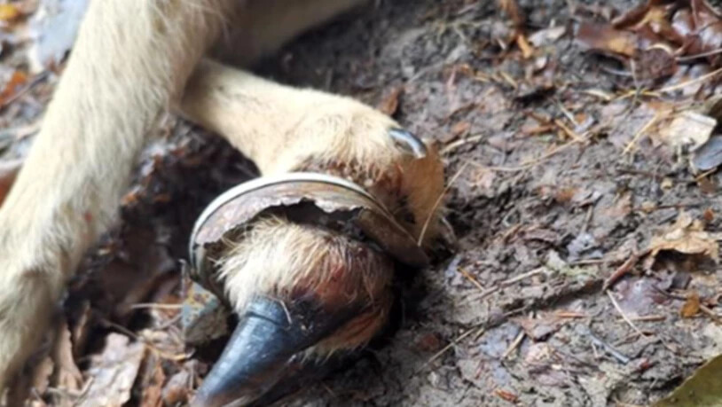 Dieses Bild ging in Deutschland viral: Littering führt zum Tod eines Rehs.