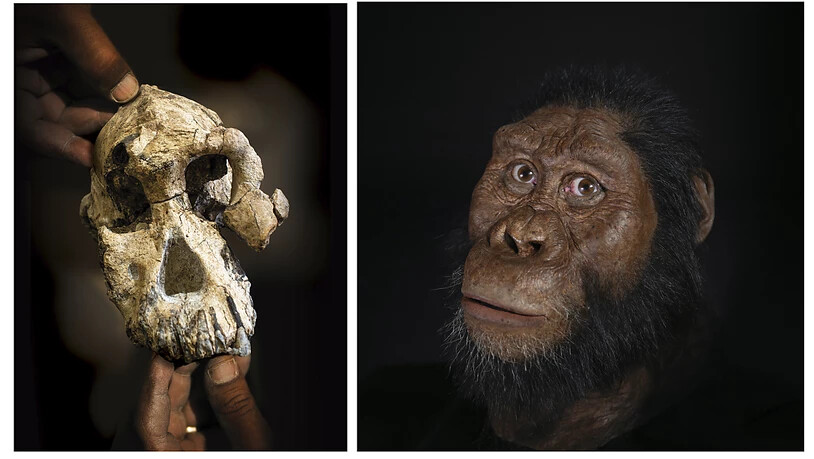 Der Schädel eines vor 3,8 Millionen Jahren lebenden Vormenschen (links) erlaubt erstmals, seine Gesichtszüge zu rekonstruieren (rechts).