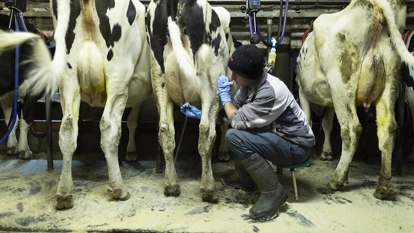 Milchbauern-Vertreter stellen Forderungen für einen fairen Markt. (Symbolbild)