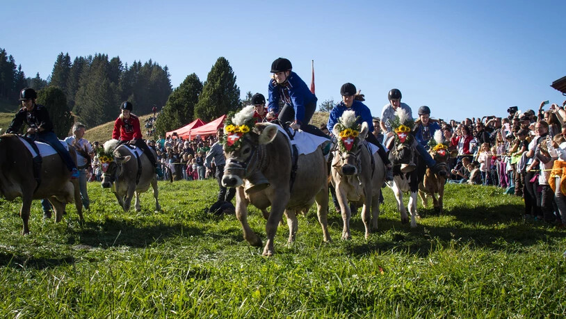 Dieses Jahr spurten Kühe und Reiterinnen zum 13. Mal um die Podestplätze beim Kuhrennen.