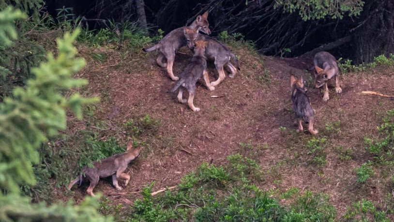 Das elfköpfige Beverin-Wolfsrudel soll insgsesamt um vier Jungwölfe reduziert werden.