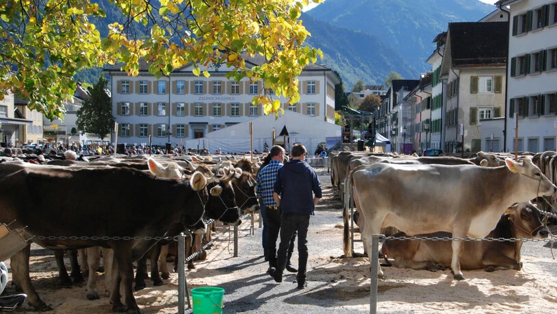 Die schönsten Bilder der kantonalen Viehschau in Glarus.