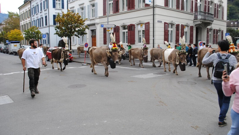 Die schönsten Bilder der kantonalen Viehschau in Glarus.
