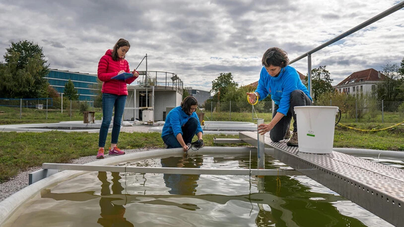 Forscherinnen der Eawag entnehmen Wasserproben aus einem Versuchsteich.