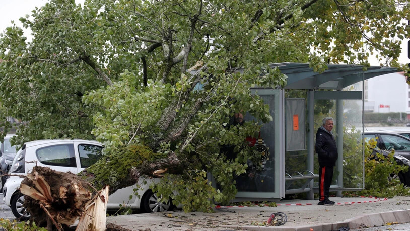 Die heftigen Winde haben in Bayonne, im Südwesten Frankreichs, einen Baum entwurzelt.