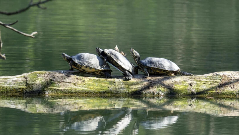 Gemeinsam die Frühlingssonne geniessen - wie diese drei Schildkröten im Giessenpark.