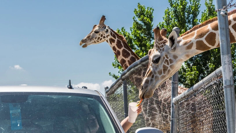 Besucher füttern Giraffen im vom Brand betroffenen Wildtierpark im US-Staat Ohio. (Archivbild)