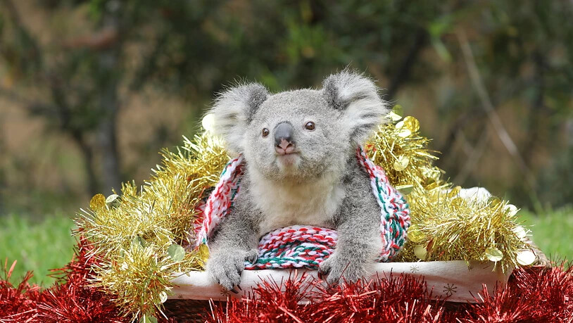 Verlierende Tierart: Zahlreiche Koalas sind in diesem Jahr durch die verheerenden Buschbrände in Australien ums Leben gekommen. (Symbolbild)