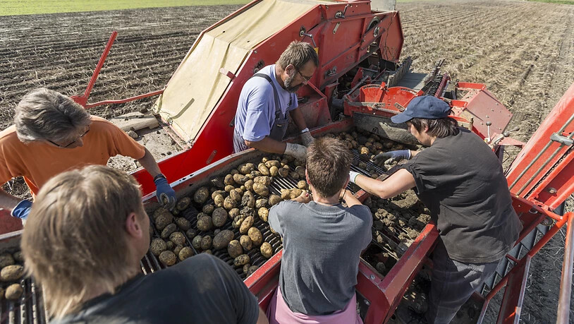 Hitzewellen nach ausgiebigem Regen sind den Kartoffeln nicht zuträglich. Die Ernte fiel 2019 kleiner aus als im Vorjahr. (Archivbild)