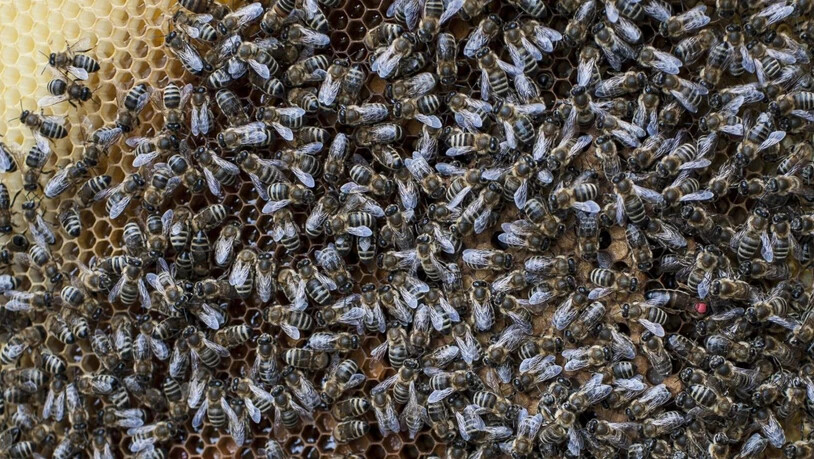 Die Bienenvölker in der Schweiz produzierten noch nie so wenig Honig wie 2019. (Themenbild)
