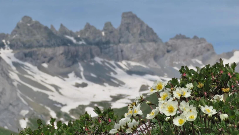 Wer jetzt in die Berge geht, wird wie hier auf der Segnesebene mit einer Alpenflora belohnt, welche nicht schöner sein kann.