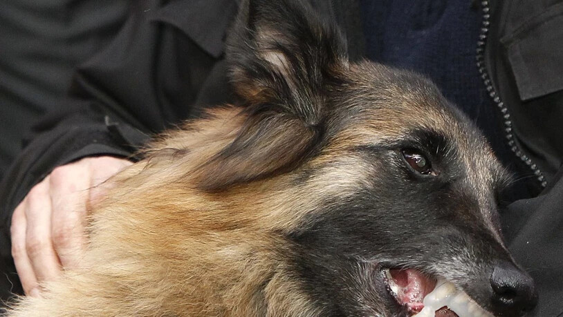 Ein belgischer Schäferhund hat im Kanton Freiburg seine Halterin angegriffen und tödlich verletzt. (Themenbild)
