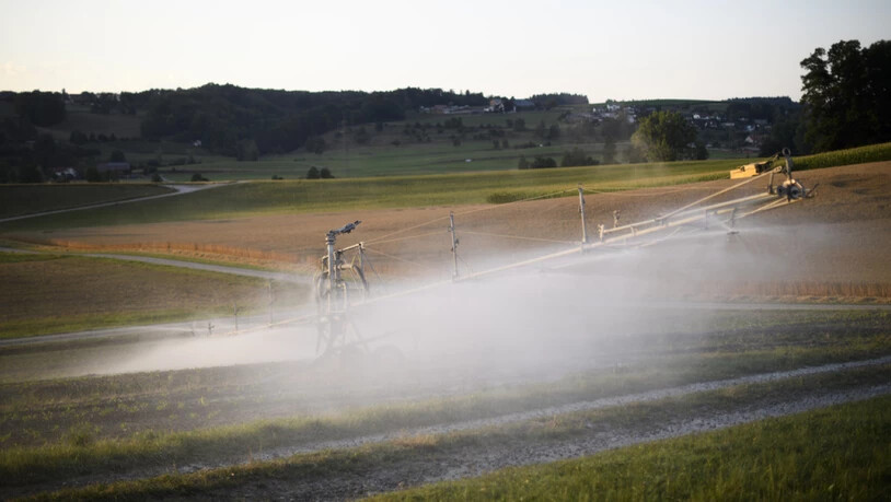 Intensive Bewässerung kann in manchen Weltregionen die Intensität und Häufigkeit von Hitzeextremen dämpfen.