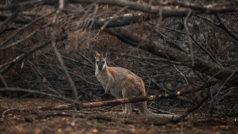 Tieren in den australischen  Brandgebieten droht der Hungertod. Helikopter werfen für sie Futter ab. (Foto: James Gourley / EPA Keystone)