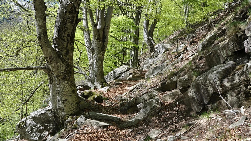 Der Buchenwald der Valli di Lodano, Busai und Soladino soll in die Liste des Unesco-Weltnaturerbe aufgenommen werden. (Archivbild)