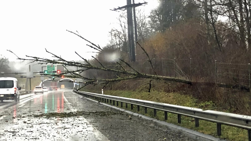 Auf der Autobahn bei Ebikon haben umgestürzte Bäume den Verkehr beeinträchtigt.