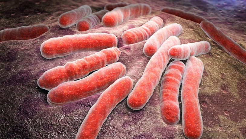 Mycobacterium tuberculosis, der Auslöser der meisten Tuberkulose-Fälle. Forscher der Uni Zürich haben Vorarbeiten für ein Medikament abgeschlossen, welches die immer häufiger gegen Antibiotika resistenten Bazillen verhungern lässt, indem es die…