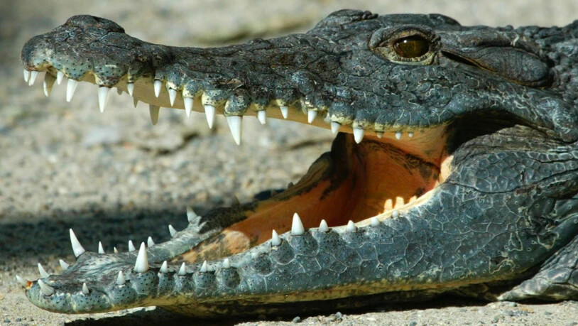 Wilderer in Nepal haben den fast vollständigen Stillstands wegen der Coronakrise ausgenutzt. So wurden etwa drei Krokodile einer vom Aussterben bedrohten Art getötet. (Symbolbild)