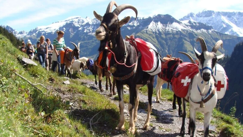  Neu sollen Wanderer, die Touren mit Packziegen machen, im Jurtencamp Glarnerland übernachten können.