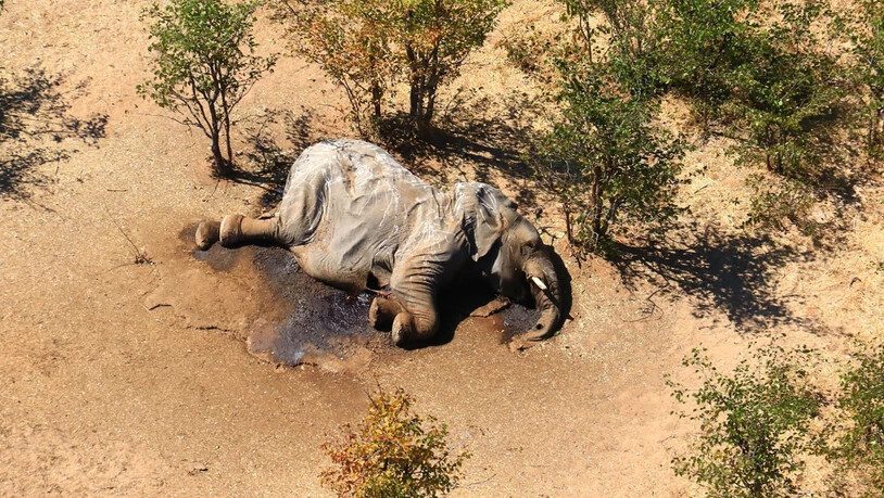 HANDOUT - Ein toter Elefant liegt in einem Gebüsch. Im südafrikanischen Safari-Paradies Botsuana treibt ein mysteriöses Elefantensterben Tierschützer um. Foto: Uncredited/hons/AP/dpa - ACHTUNG: Nur zur redaktionellen Verwendung im Zusammenhang mit der…