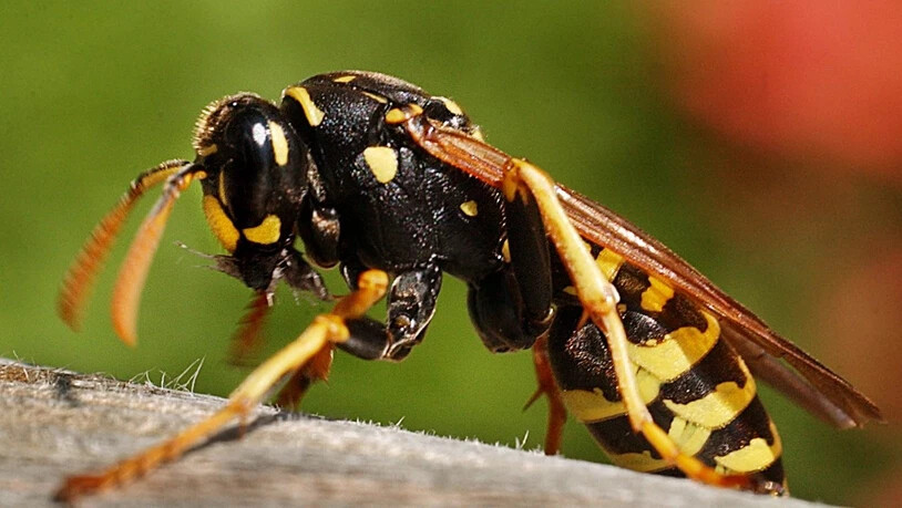 Diesen Sommer schwirren viele Wespen umher.