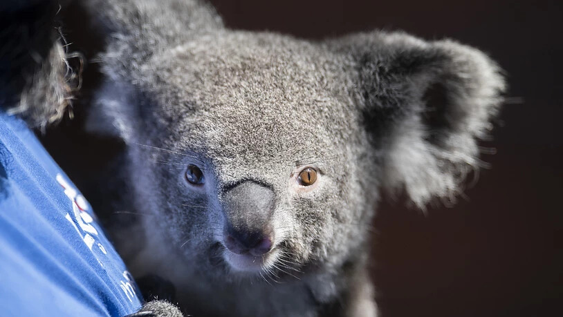 Koala Weibchen Pippa lebt seit März 2018 im Zoo Zürich. (Archivbild)