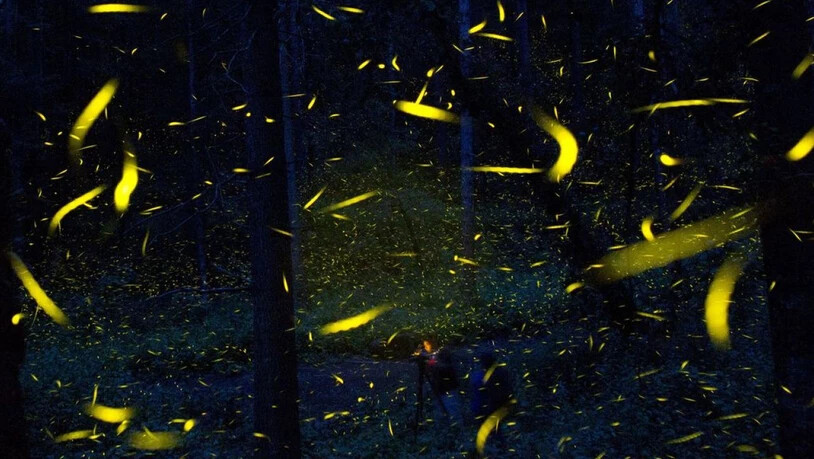 Glühwürmchen auf Brautschau. Forscher haben den Insekten ihre Leuchtmethode abgeguckt und auf Mäuse übertragen. Die Stärke, mit der die Nager strahlen, gibt Auskunft darüber, wie leistungsfähig ihre Mitochondrien sind. Krankheiten von Diabetes bis Krebs…