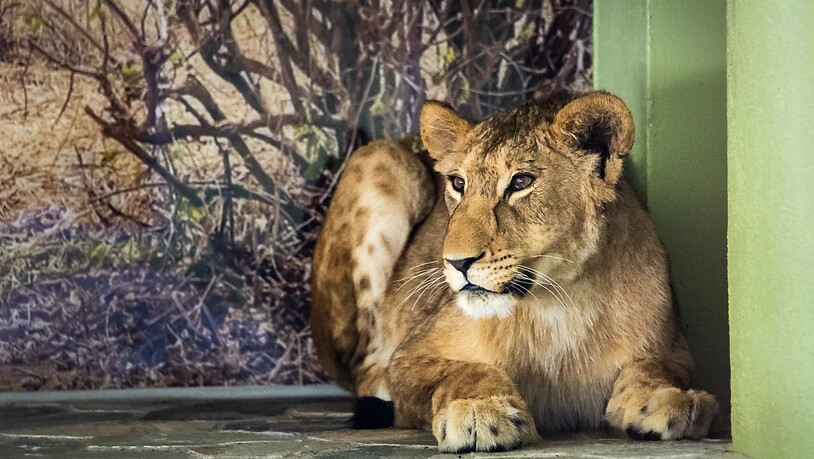 Die Löwin Malkia wird sich möglicherweise schon am Wochenende zusammen mit dem Löwen Makuti den Zoobesuchern im Aussengehege zeigen. Zurzeit sind die beiden Junglöwen noch durch ein Gitter getrennt, um sich langsam aneinander gewöhnen zu können.