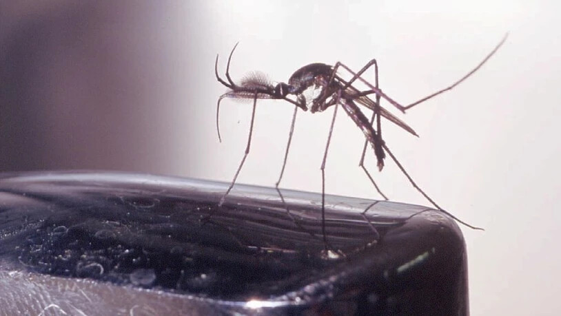 In Australien sollen besondere Mücken in Fabriken gezüchtet werden, welche gefährliche Tropenkrankheiten wie das Dengue-Fieber nicht mehr übertragen können. (Symbolbild) .