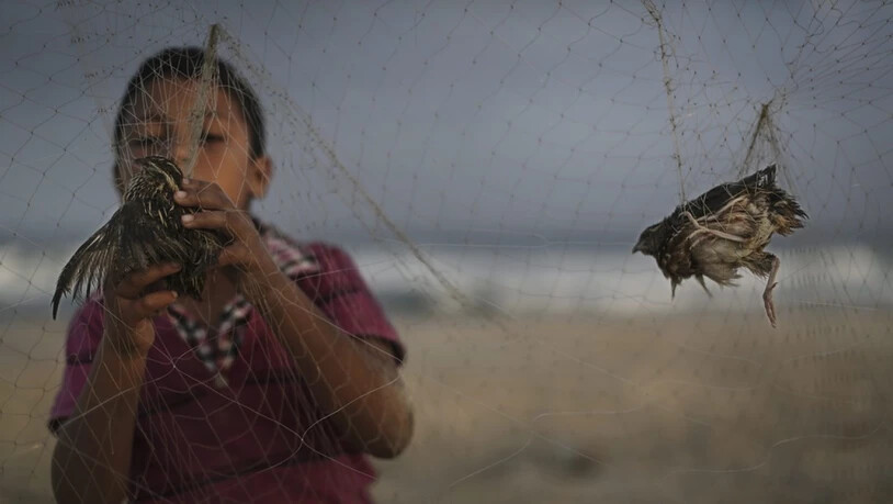 Ein Kind am Strand von Gaza klaubt im Morgengrauen Zugvögel aus Fangnetzen, um sie für umgerechnet zwei Franken auf dem Markt zu verkaufen. Vogelwilderei ist ein Thema am internationalen EuroBirdwatch, der in der Schweiz mit über 50 Veranstaltungen…