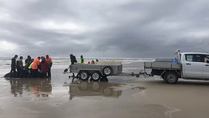 A supplied image obtained on Wednesday, September 23, 2020, of Whale rescue efforts at Macquarie Harbour, Tasmania, Tuesday, September 22, 2020. A huge rescue mission to save some 270 pilot whales stranded off Tasmania's remote west coast is underway. …