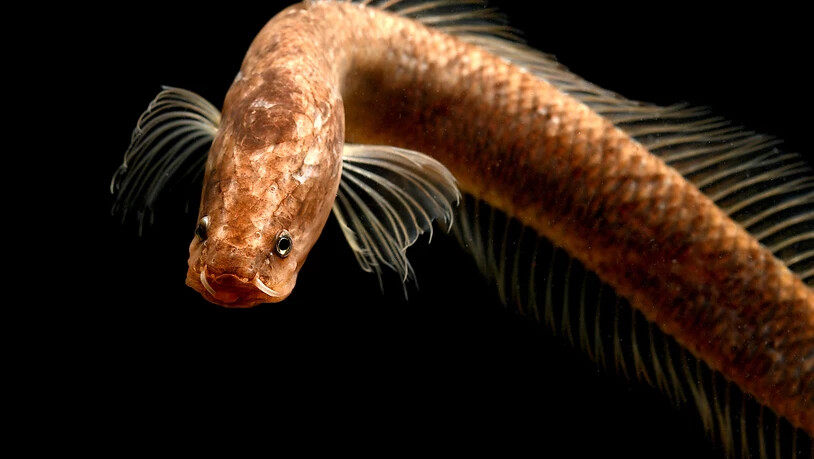Der Gollum-Schlangenkopffisch erhält eine eigene, bisher noch unbekannte Fischfamilie.